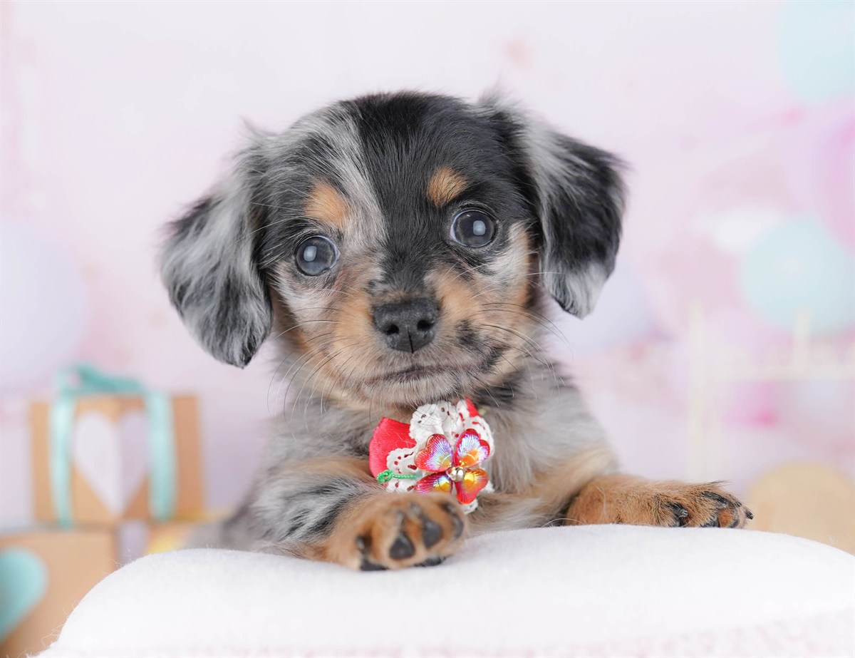 チワックス | 女の子 | シルバーダップル | 2026年2月13日（ID:dog-10007551）