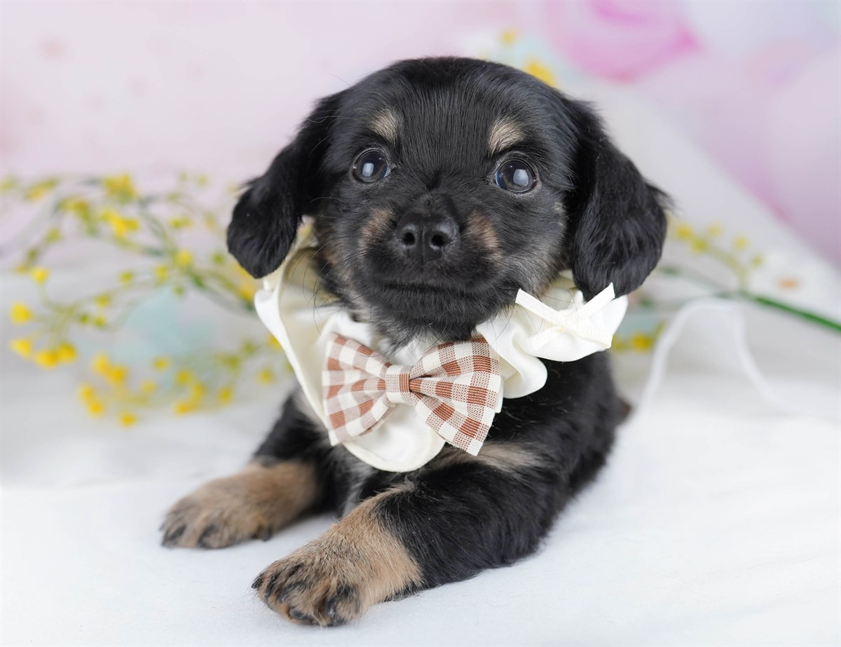 チワックス | 男の子 | ブラック＆タン | 2026年2月13日（ID:dog-10007552）
