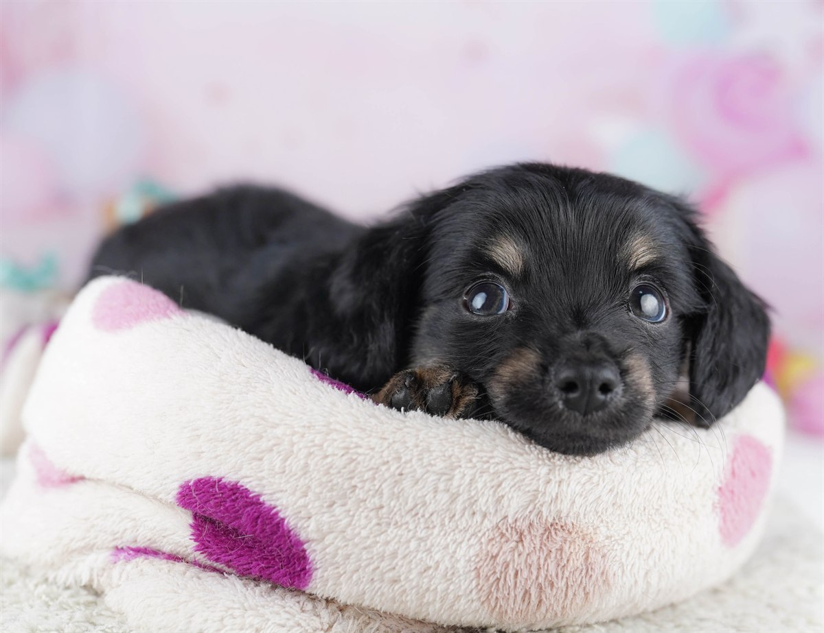 チワックス | 男の子 | ブラック＆タン | 2026年2月13日（ID:dog-10007552）