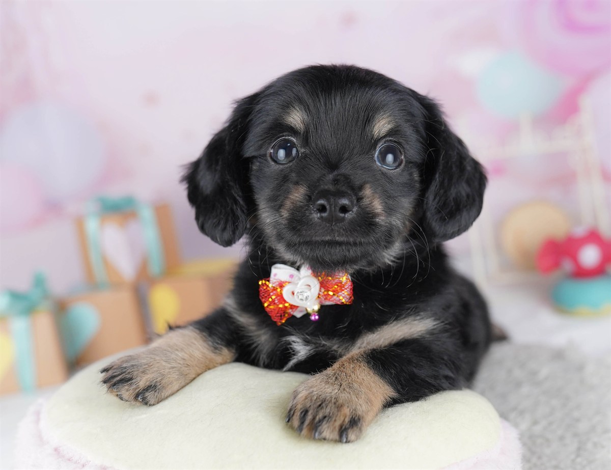 チワックス | 男の子 | ブラック＆タン | 2026年2月13日（ID:dog-10007552）