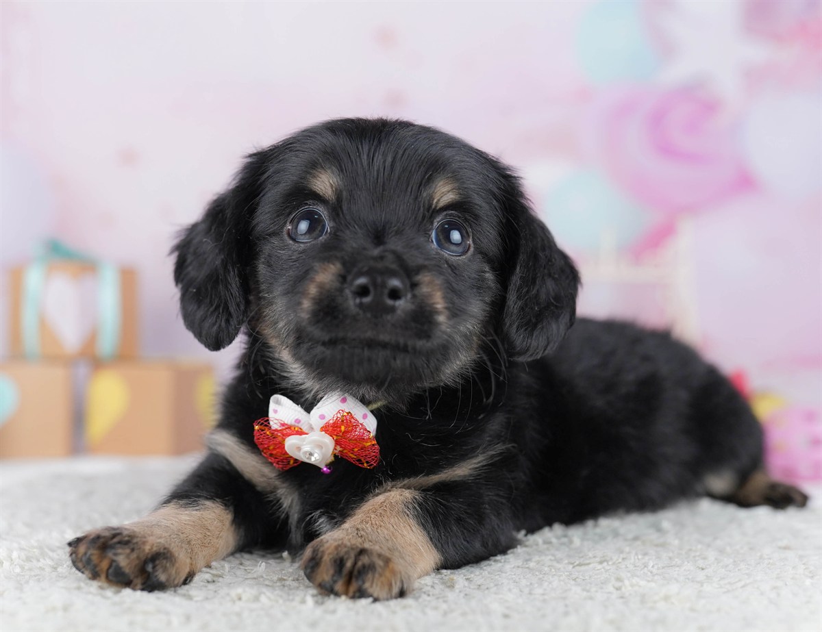 チワックス | 男の子 | ブラック＆タン | 2026年2月13日（ID:dog-10007552）