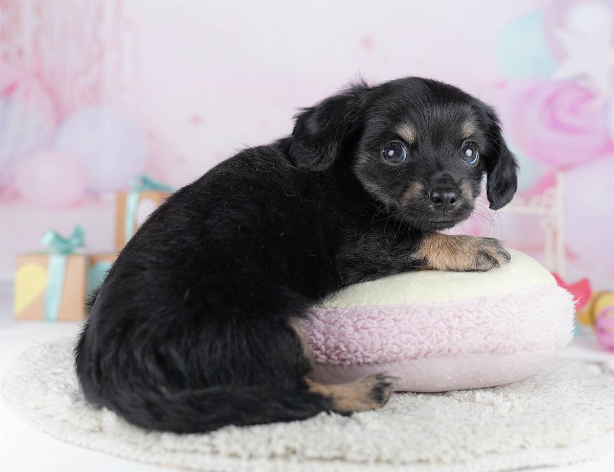 チワックス | 男の子 | ブラック＆タン | 2026年2月13日（ID:dog-10007552）