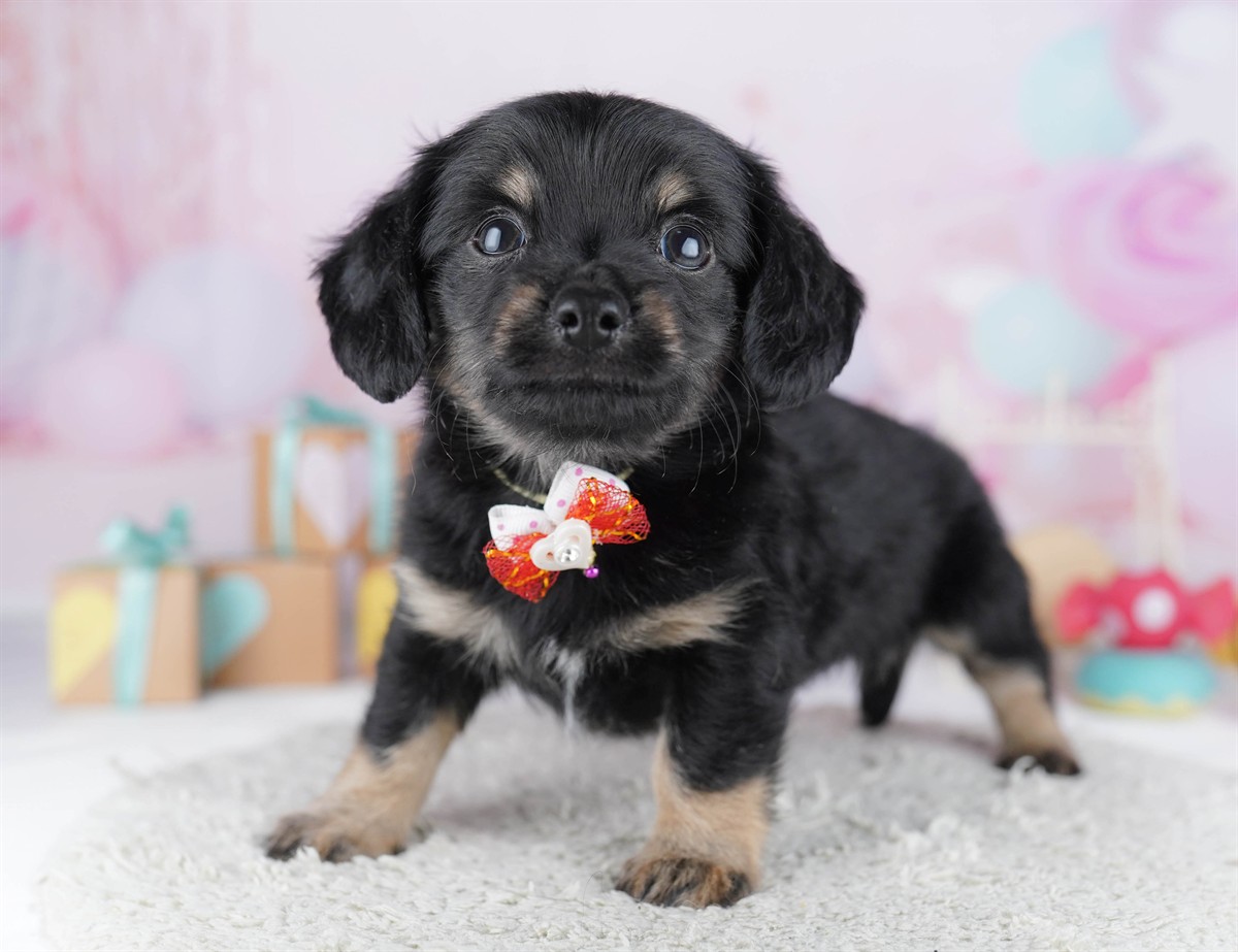 チワックス | 男の子 | ブラック＆タン | 2026年2月13日（ID:dog-10007552）