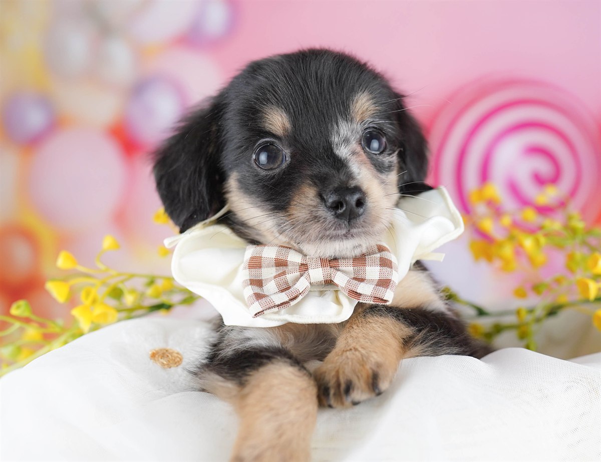 チワックス | 男の子 | シルバーダップル | 2026年2月14日（ID:dog-10007554）