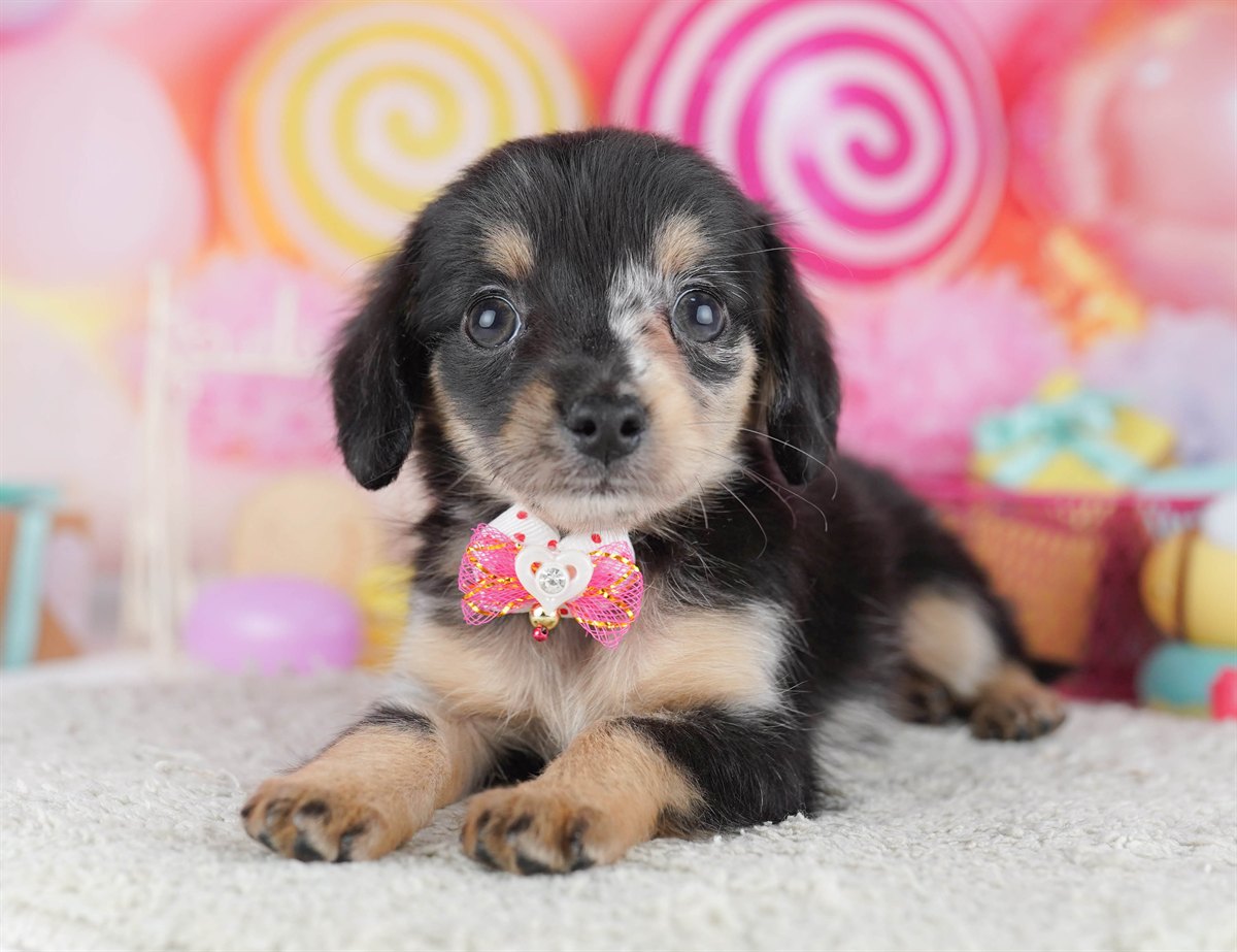 チワックス | 男の子 | シルバーダップル | 2026年2月14日（ID:dog-10007554）