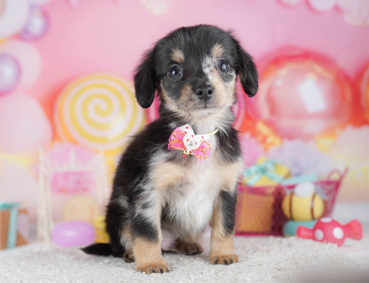 チワックス | 男の子 | シルバーダップル | 2026年2月14日（ID:dog-10007554）