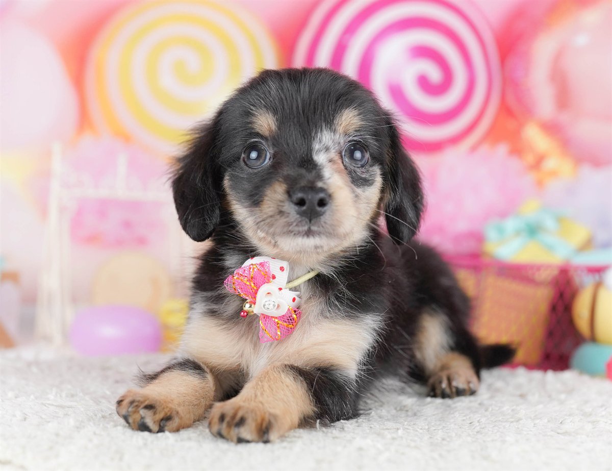 チワックス | 男の子 | シルバーダップル | 2026年2月14日（ID:dog-10007554）