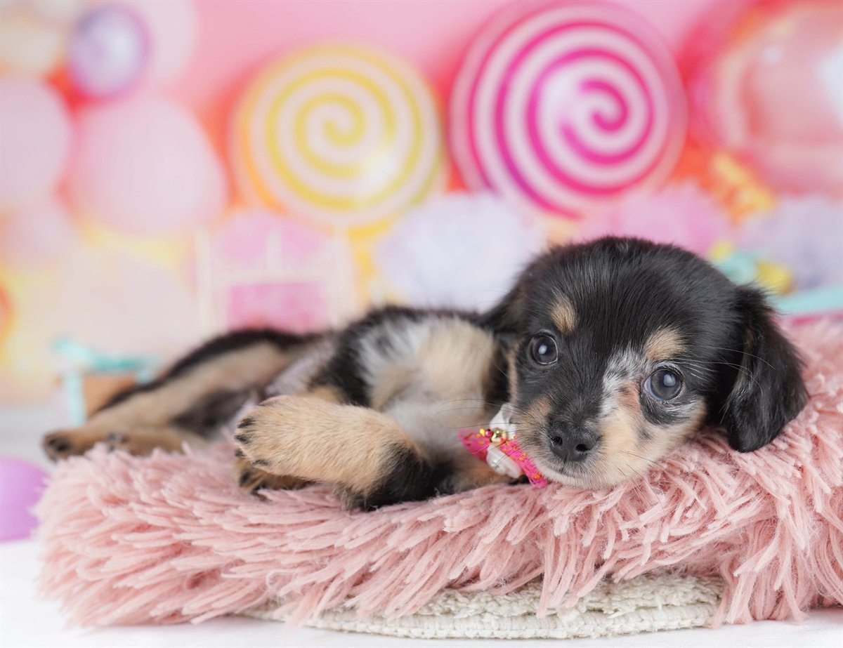 チワックス | 男の子 | シルバーダップル | 2026年2月14日（ID:dog-10007554）