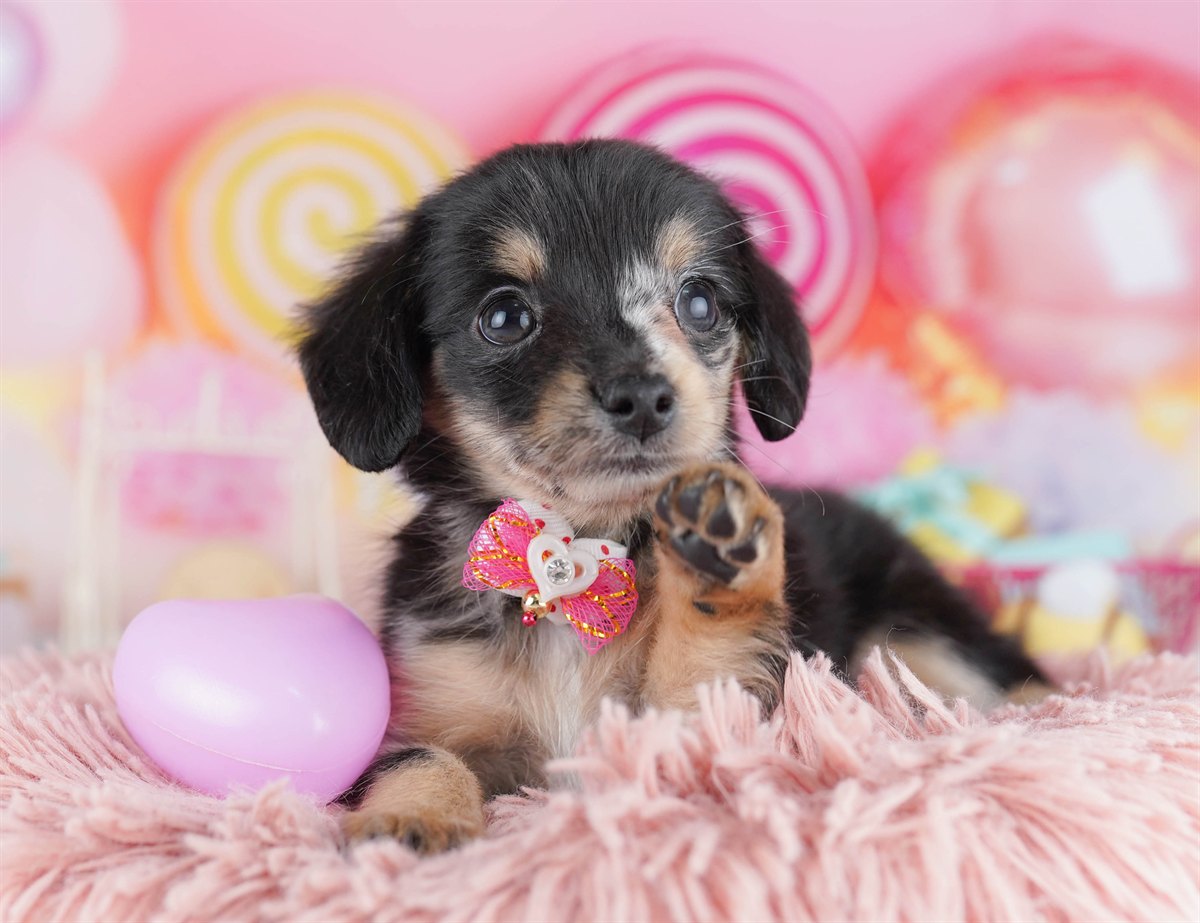 チワックス | 男の子 | シルバーダップル | 2026年2月14日（ID:dog-10007554）