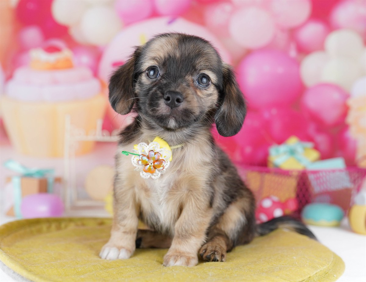 チワックス | 女の子 | レッドダップル | 2026年2月14日（ID:dog-10007555）