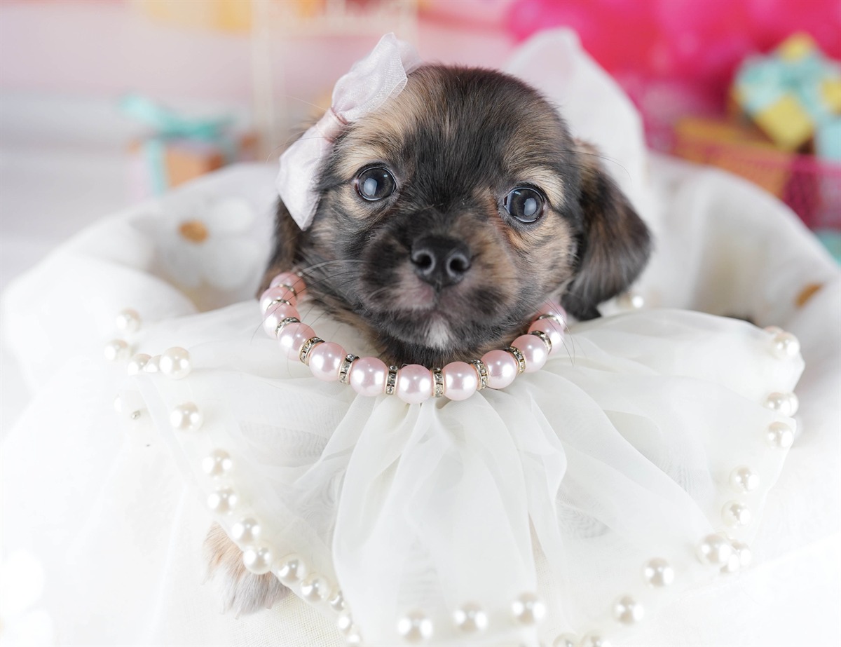 チワックス | 女の子 | レッドダップル | 2026年2月14日（ID:dog-10007555）