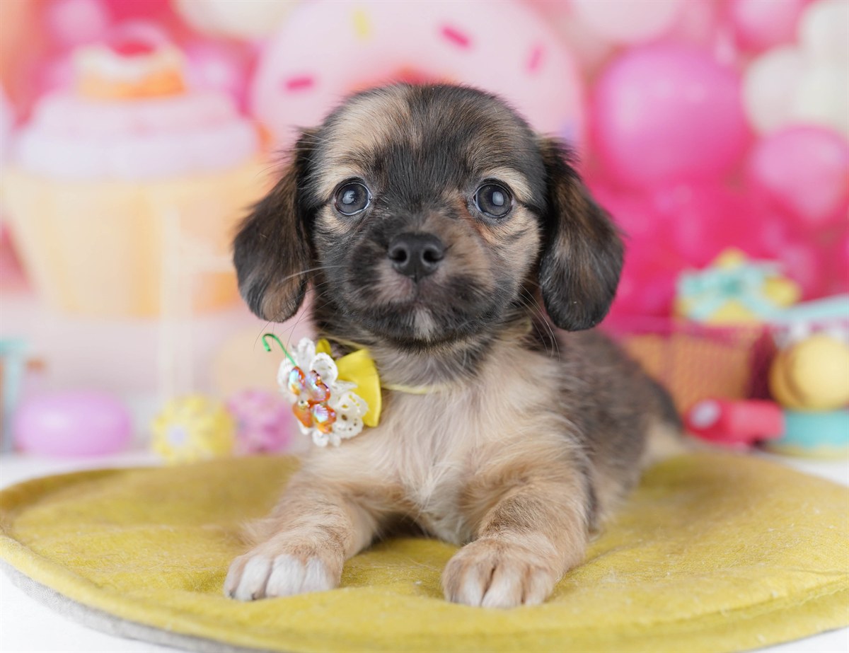 チワックス | 女の子 | レッドダップル | 2026年2月14日（ID:dog-10007555）