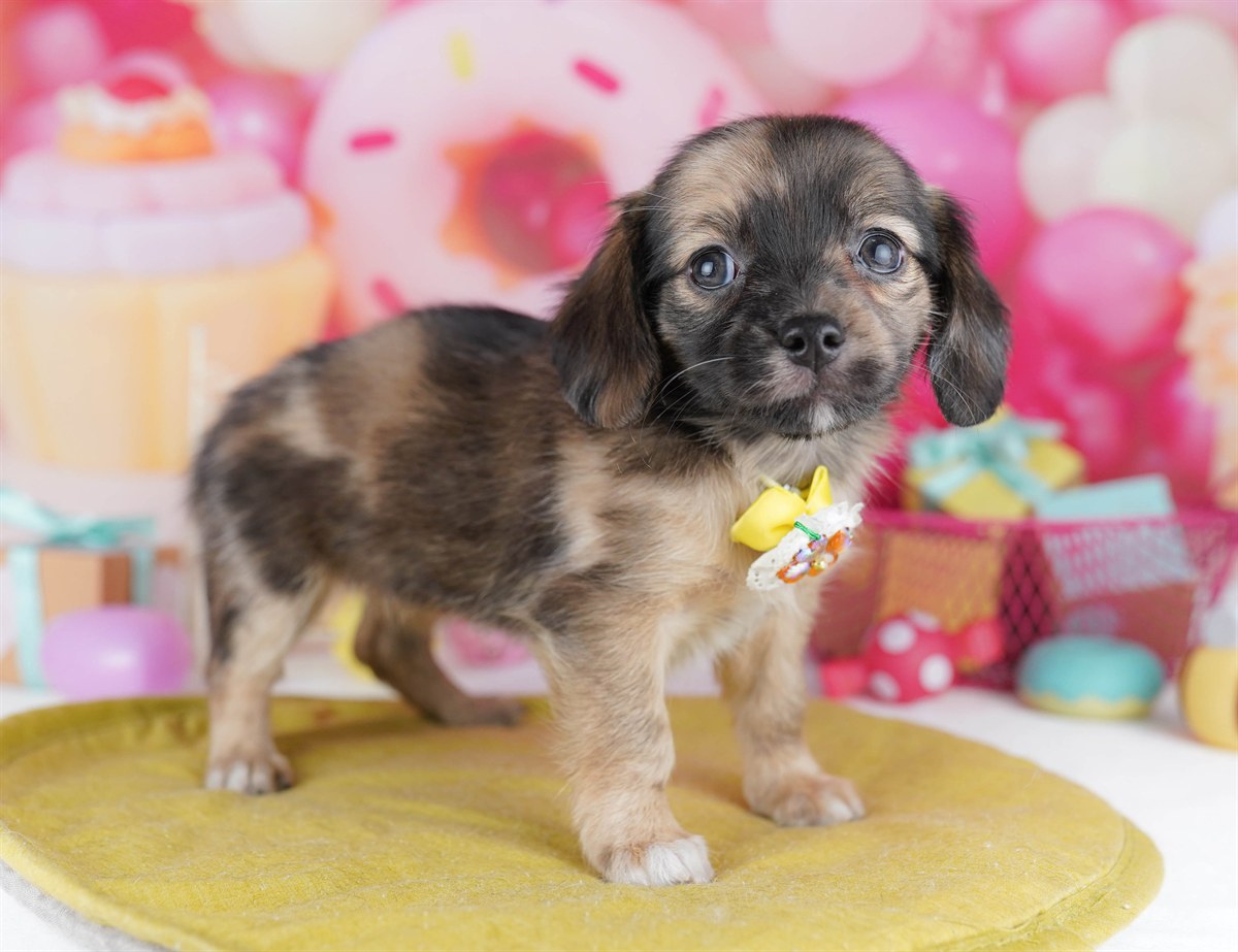 チワックス | 女の子 | レッドダップル | 2026年2月14日（ID:dog-10007555）