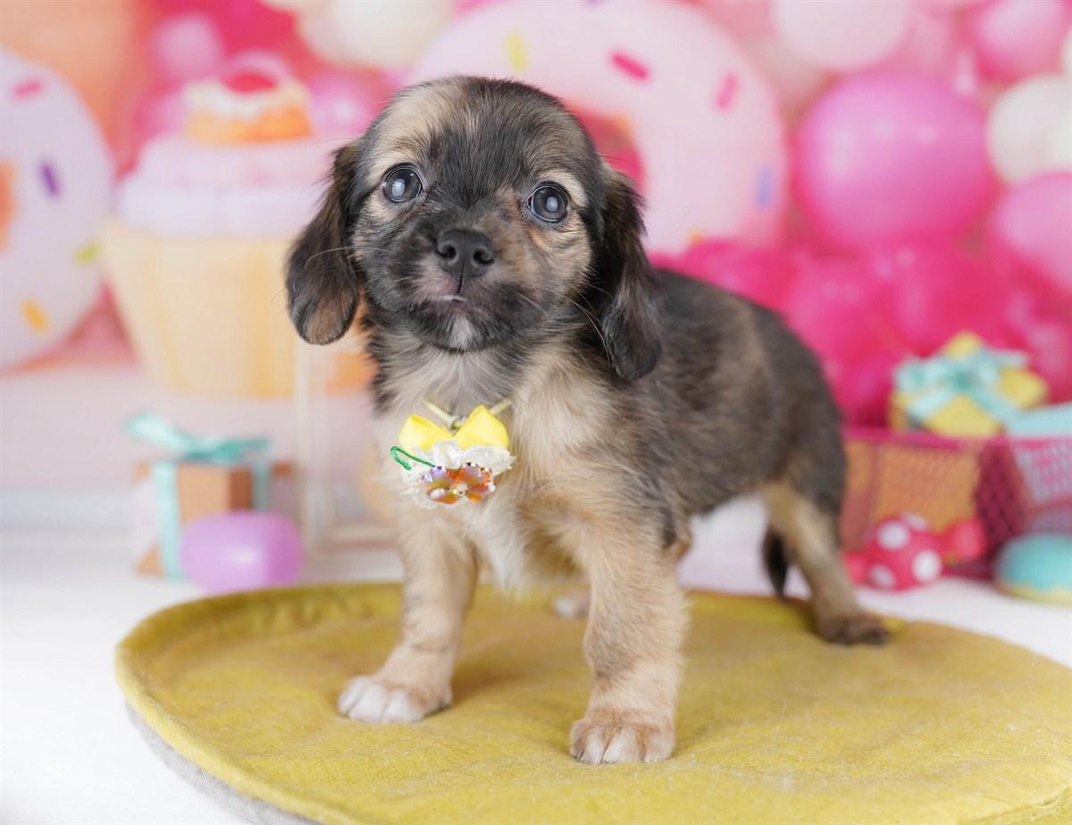 チワックス | 女の子 | レッドダップル | 2026年2月14日（ID:dog-10007555）