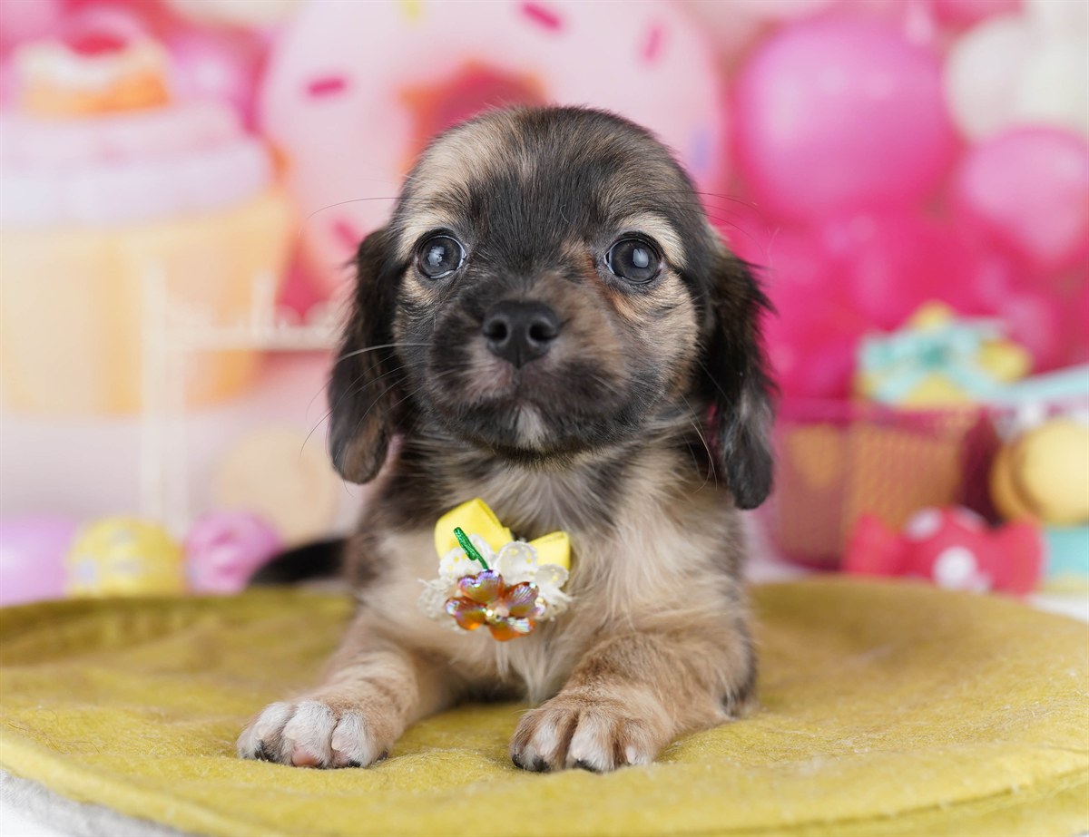 チワックス | 女の子 | レッドダップル | 2026年2月14日（ID:dog-10007555）