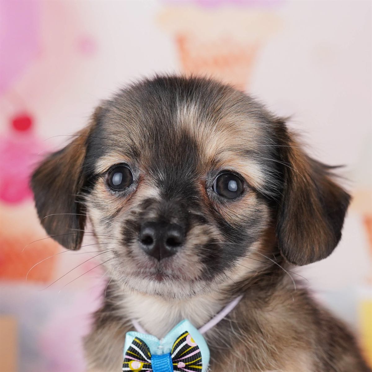 チワックス | 男の子 | レッドダップル | 2026年2月14日（ID:dog-10007556）