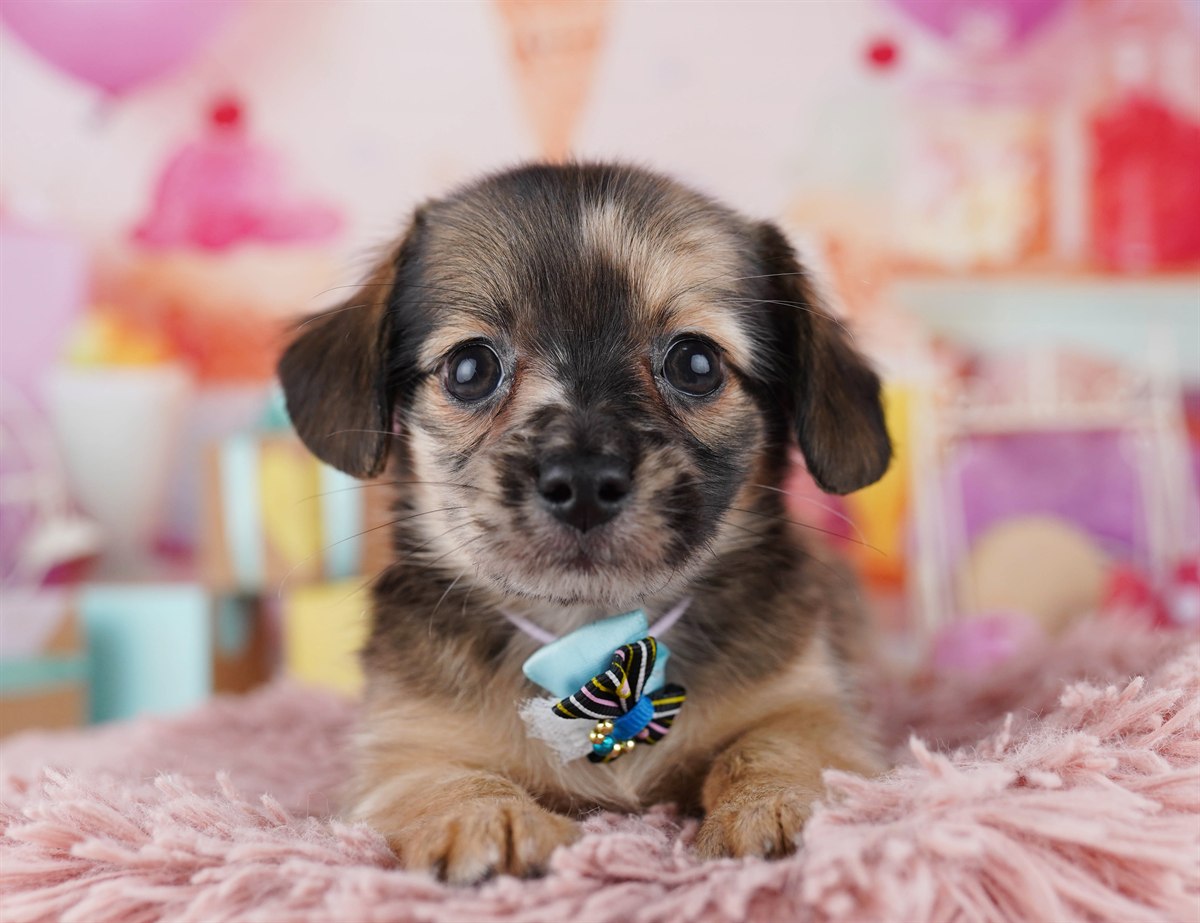 チワックス | 男の子 | レッドダップル | 2026年2月14日（ID:dog-10007556）