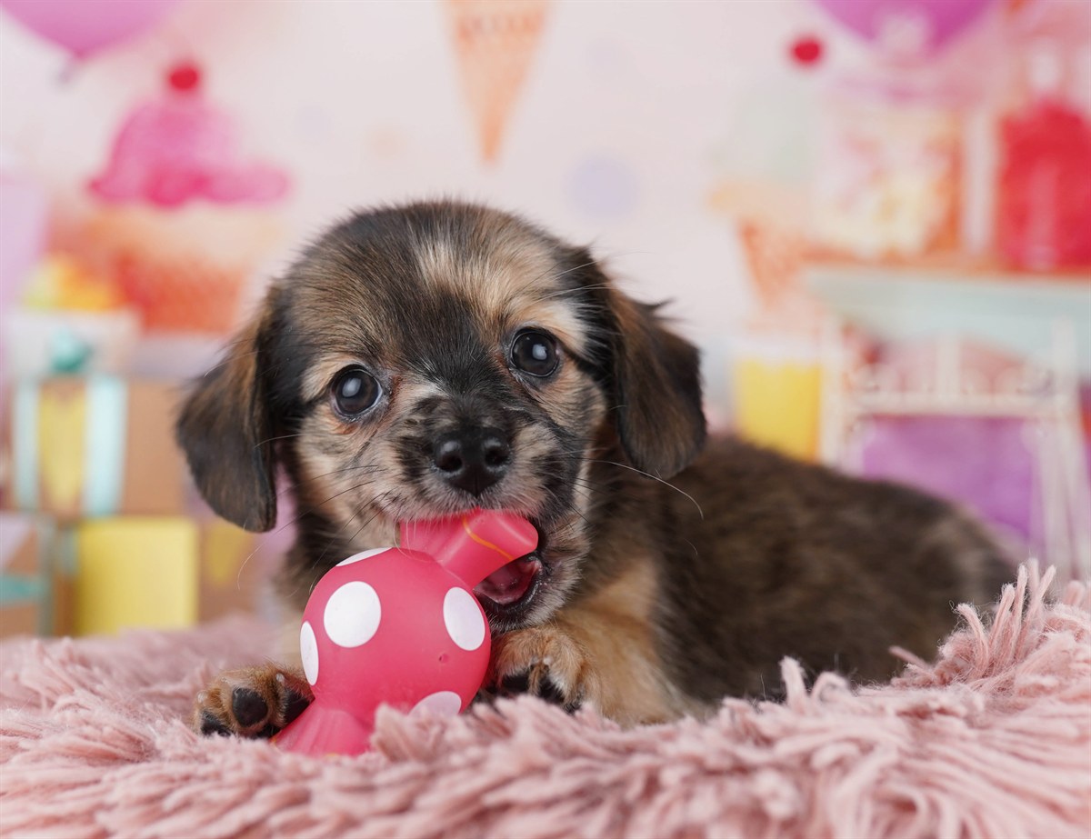 チワックス | 男の子 | レッドダップル | 2026年2月14日（ID:dog-10007556）