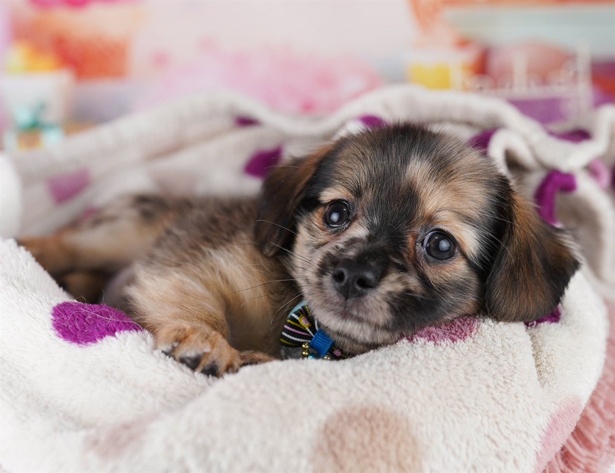 チワックス | 男の子 | レッドダップル | 2026年2月14日（ID:dog-10007556）