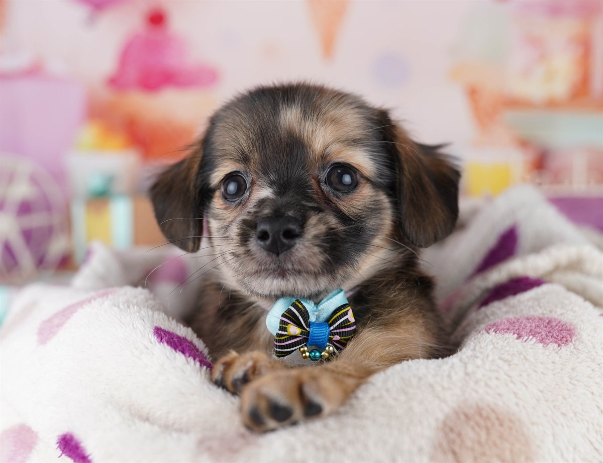 チワックス | 男の子 | レッドダップル | 2026年2月14日（ID:dog-10007556）