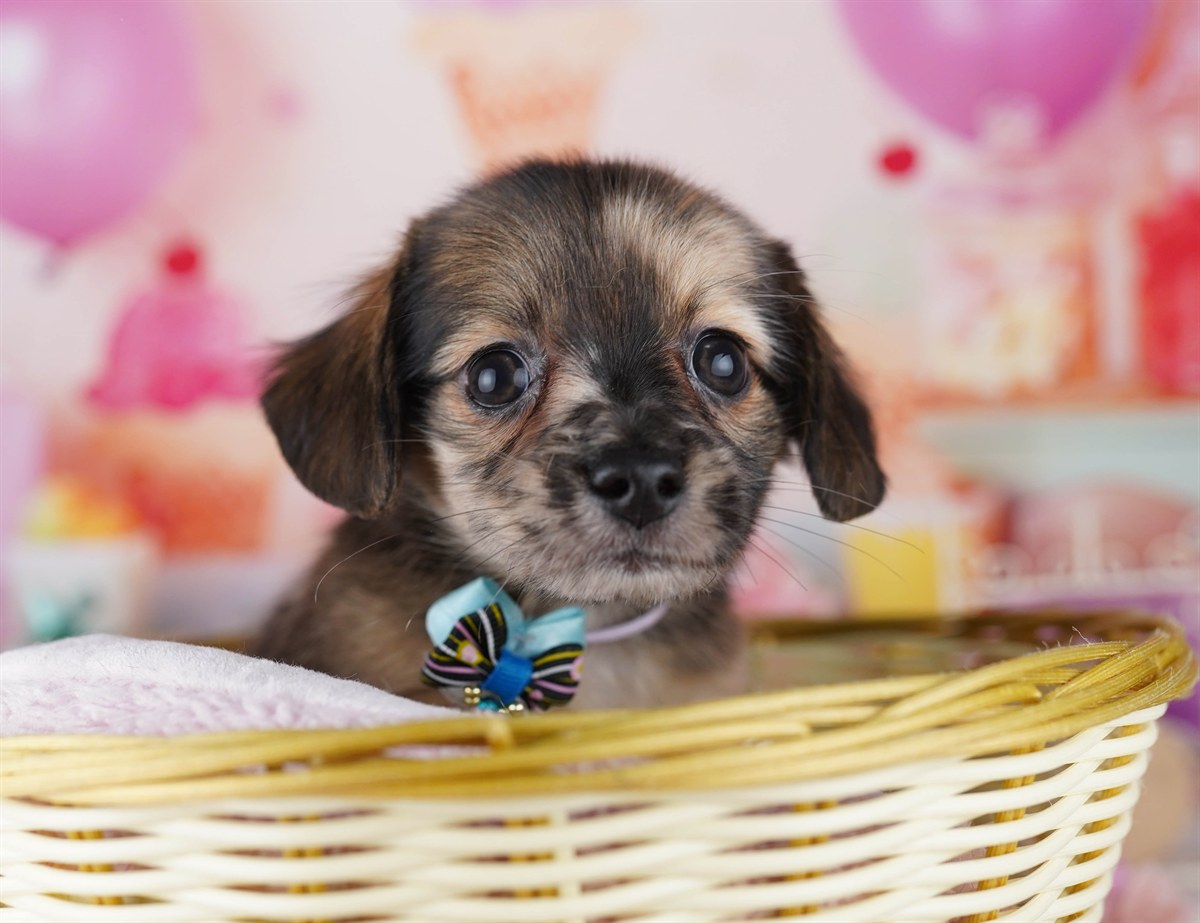 チワックス | 男の子 | レッドダップル | 2026年2月14日（ID:dog-10007556）