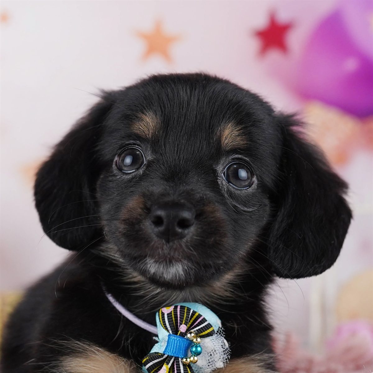 チワックス | 女の子 | ブラック＆タン | 2026年2月14日（ID:dog-10007557）