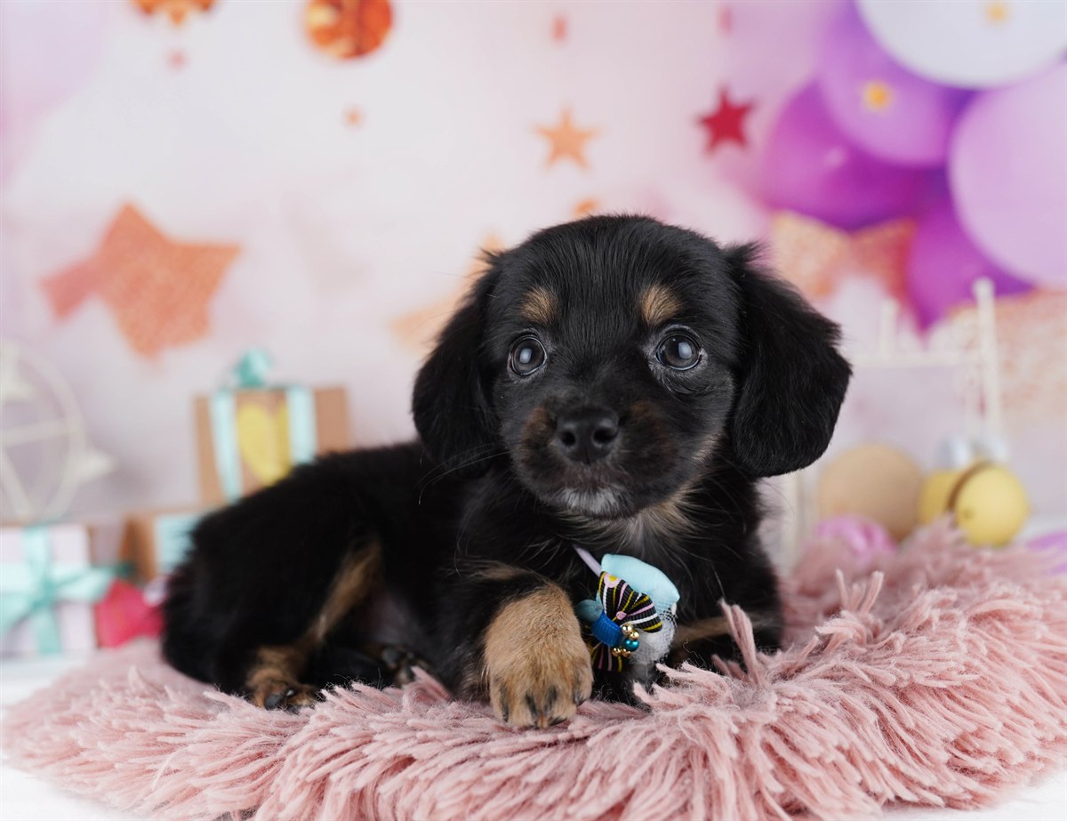 チワックス | 女の子 | ブラック＆タン | 2026年2月14日（ID:dog-10007557）