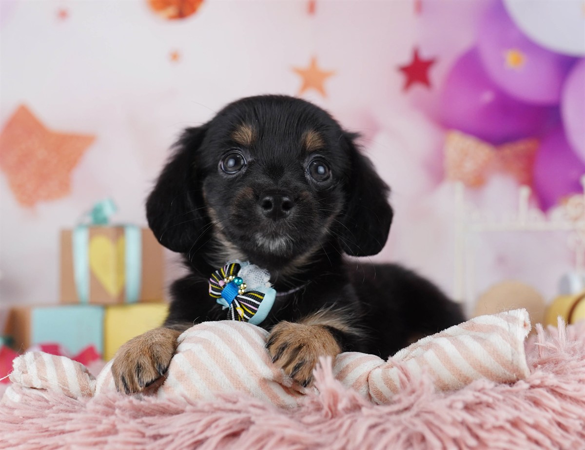 チワックス | 女の子 | ブラック＆タン | 2026年2月14日（ID:dog-10007557）