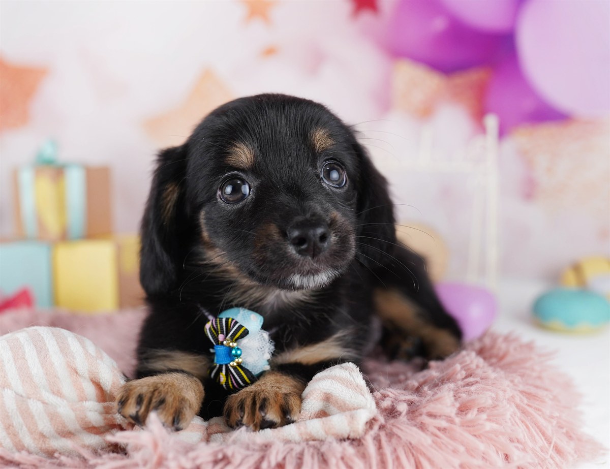 チワックス | 女の子 | ブラック＆タン | 2026年2月14日（ID:dog-10007557）