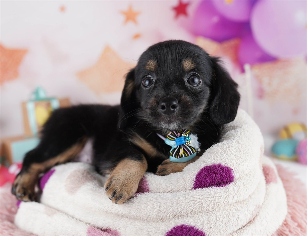 チワックス | 女の子 | ブラック＆タン | 2026年2月14日（ID:dog-10007557）