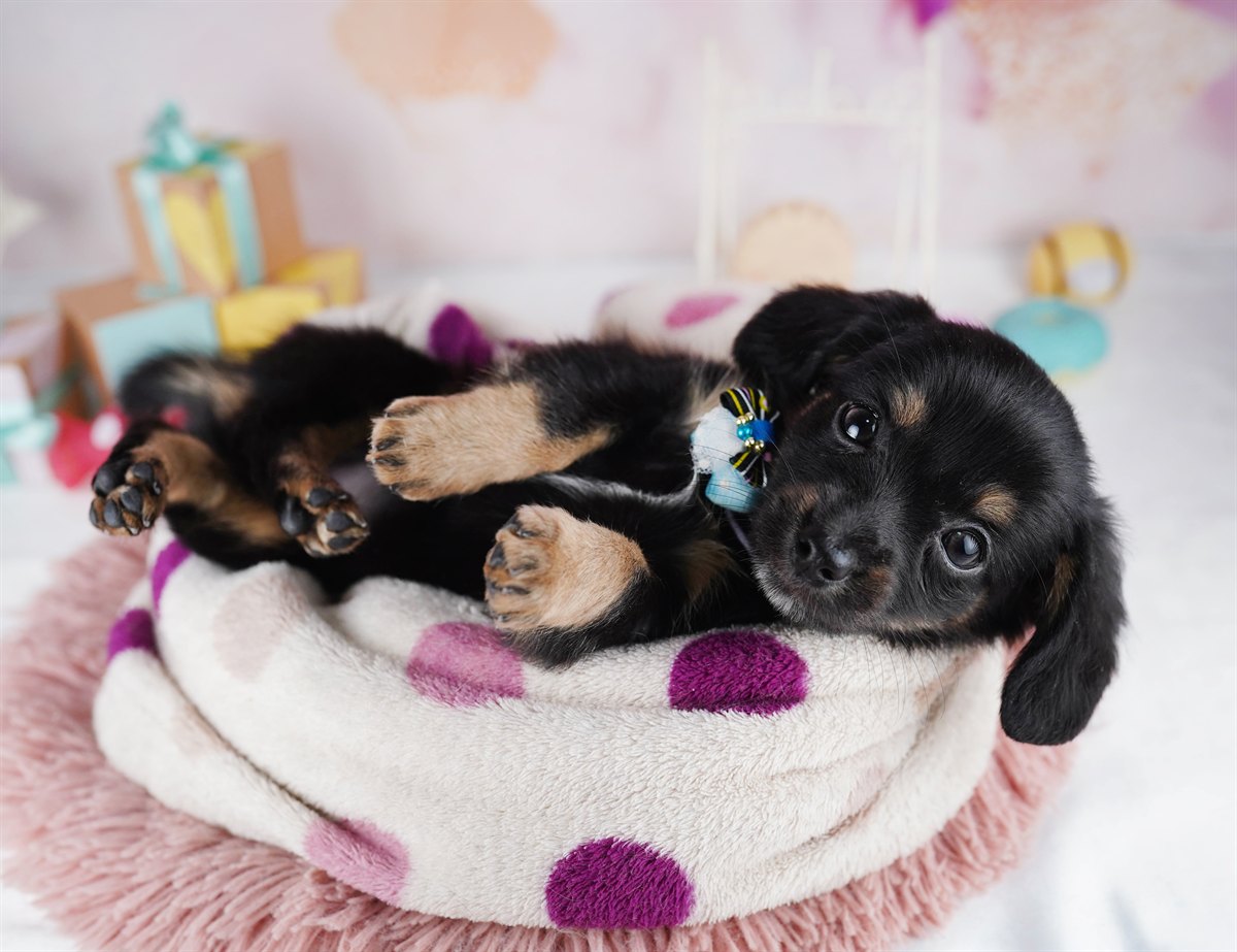 チワックス | 女の子 | ブラック＆タン | 2026年2月14日（ID:dog-10007557）