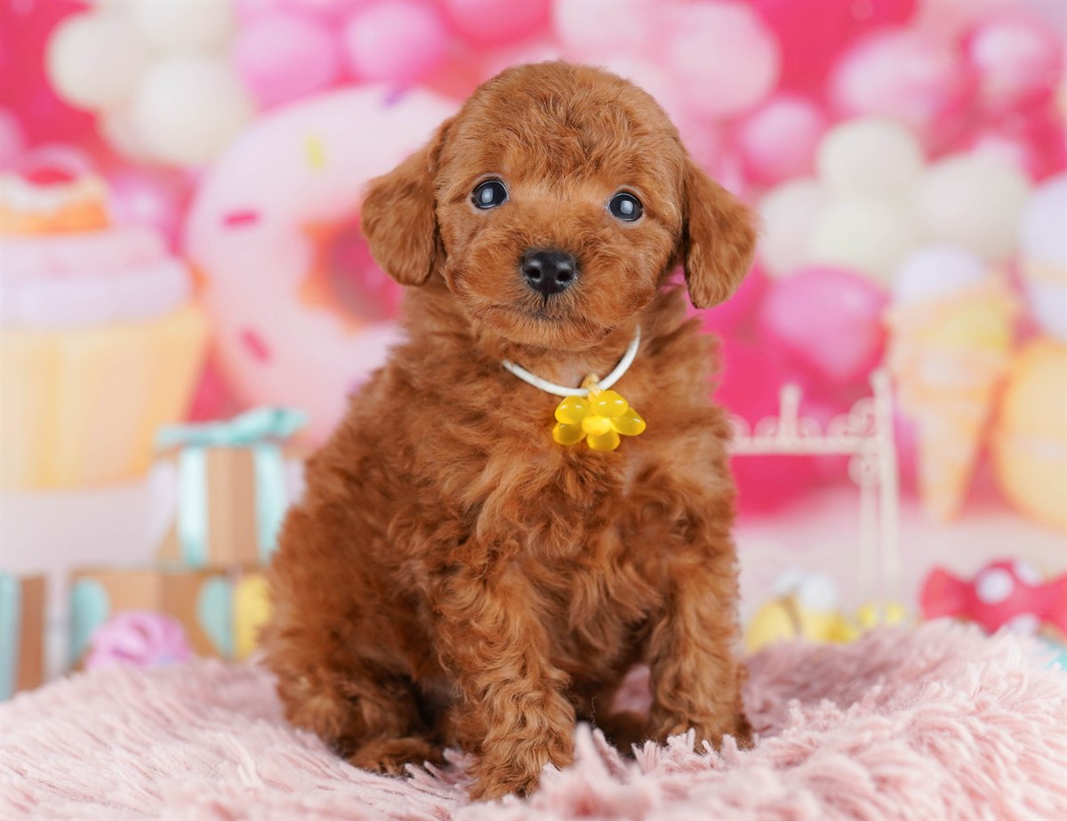 トイ・プードル | 男の子 | レッド | 2026年2月14日（ID:dog-10007559）