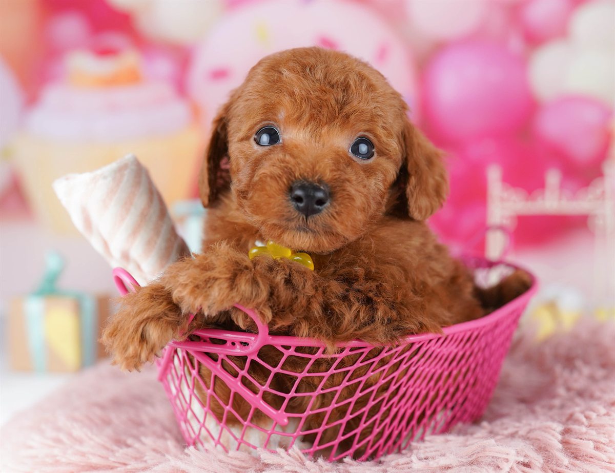 トイ・プードル | 男の子 | レッド | 2026年2月14日（ID:dog-10007559）