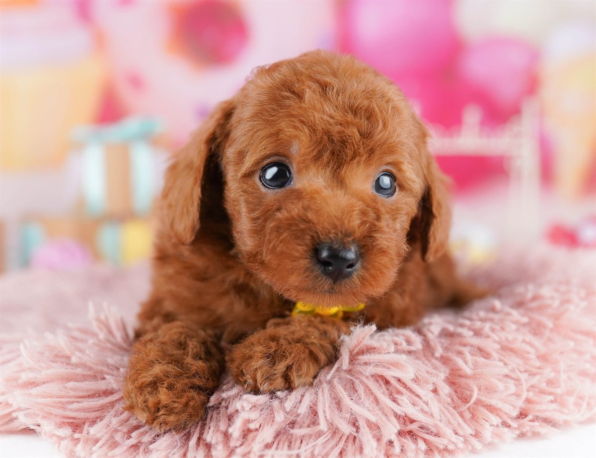 トイ・プードル | 男の子 | レッド | 2026年2月14日（ID:dog-10007559）