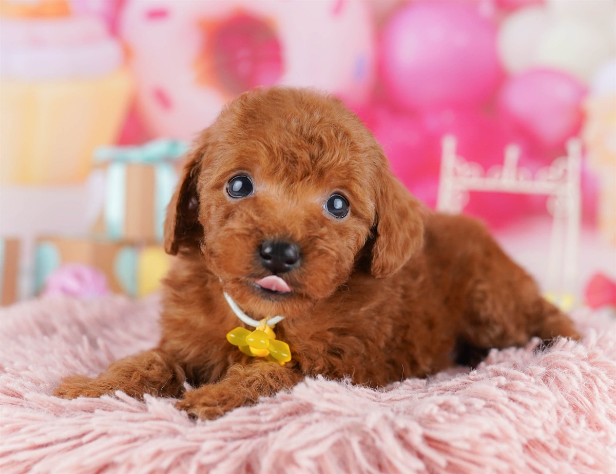 トイ・プードル | 男の子 | レッド | 2026年2月14日（ID:dog-10007559）