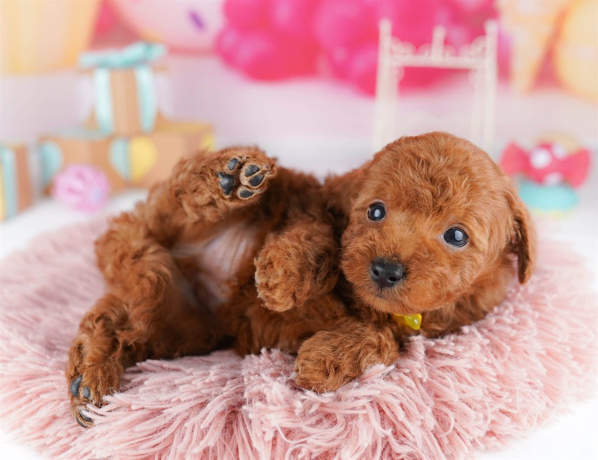 トイ・プードル | 男の子 | レッド | 2026年2月14日（ID:dog-10007559）