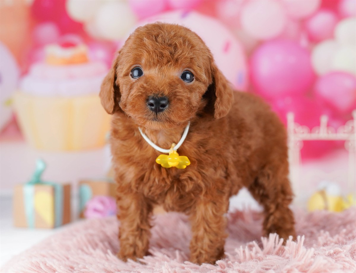 トイ・プードル | 男の子 | レッド | 2026年2月14日（ID:dog-10007559）