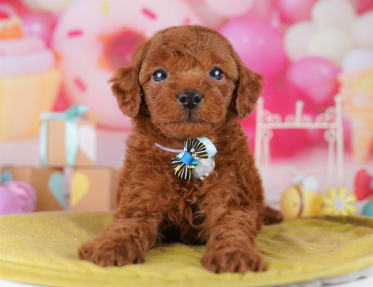 トイ・プードル | 男の子 | レッド | 2026年2月14日（ID:dog-10007560）