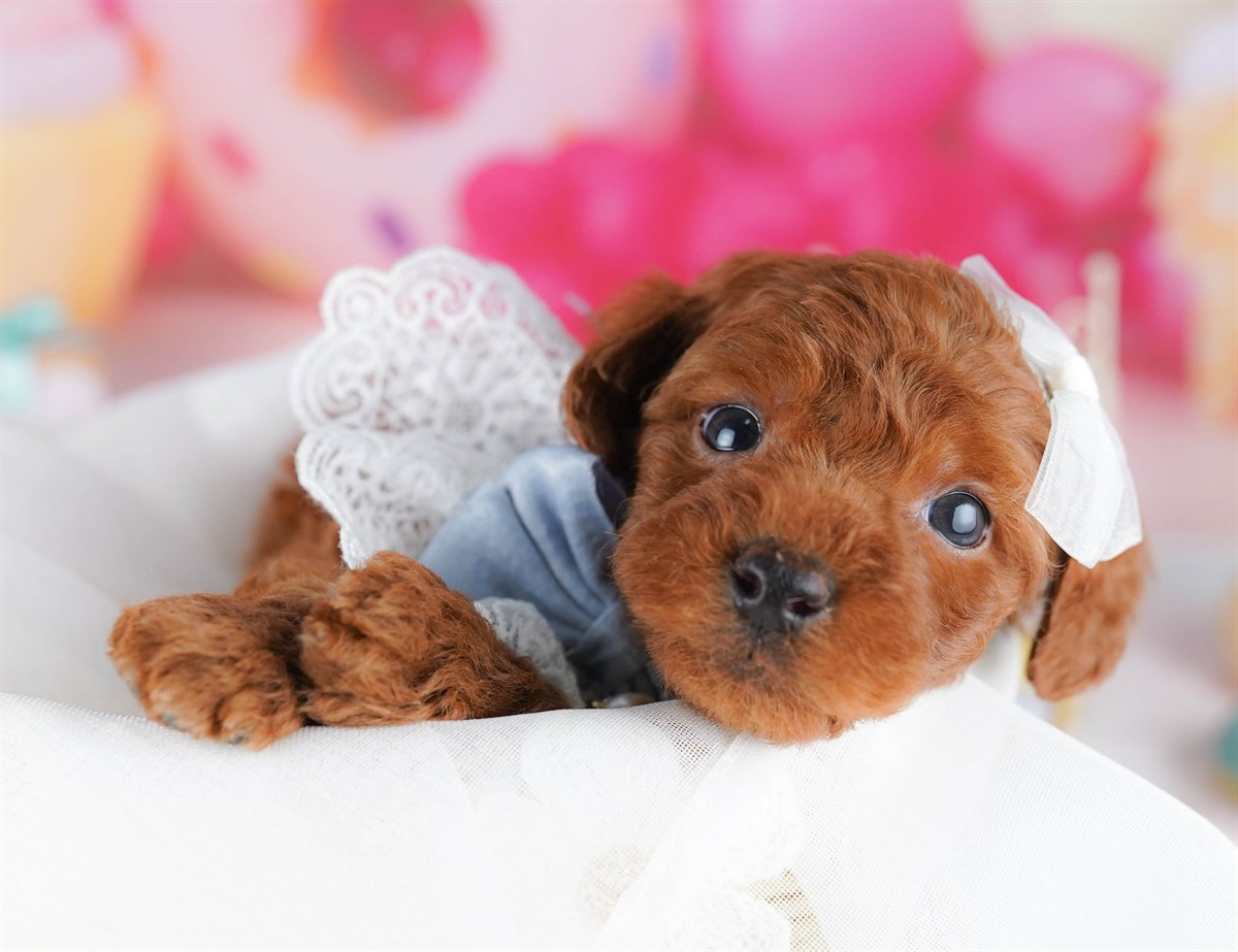 トイ・プードル | 男の子 | レッド | 2026年2月14日（ID:dog-10007560）