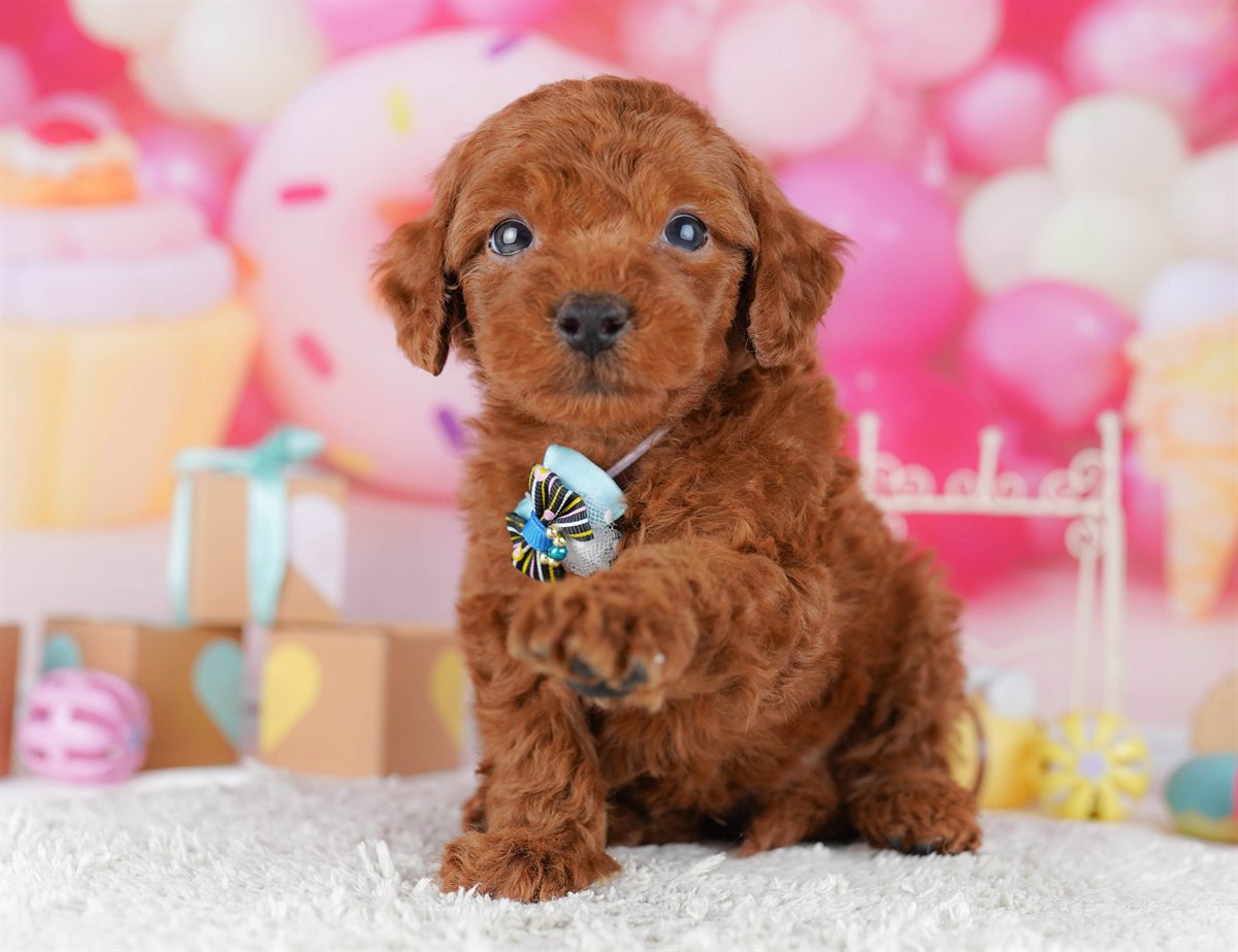 トイ・プードル | 男の子 | レッド | 2026年2月14日（ID:dog-10007560）