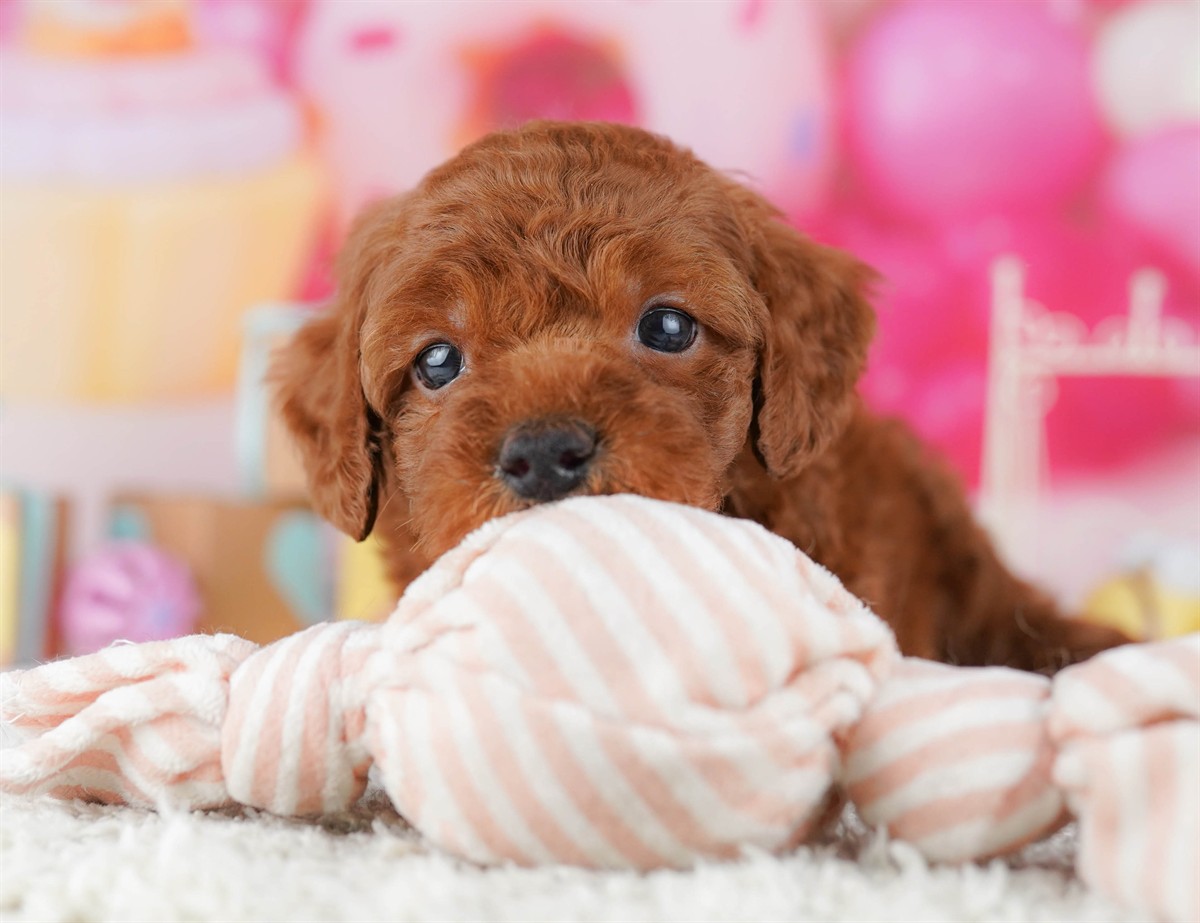 トイ・プードル | 男の子 | レッド | 2026年2月14日（ID:dog-10007560）