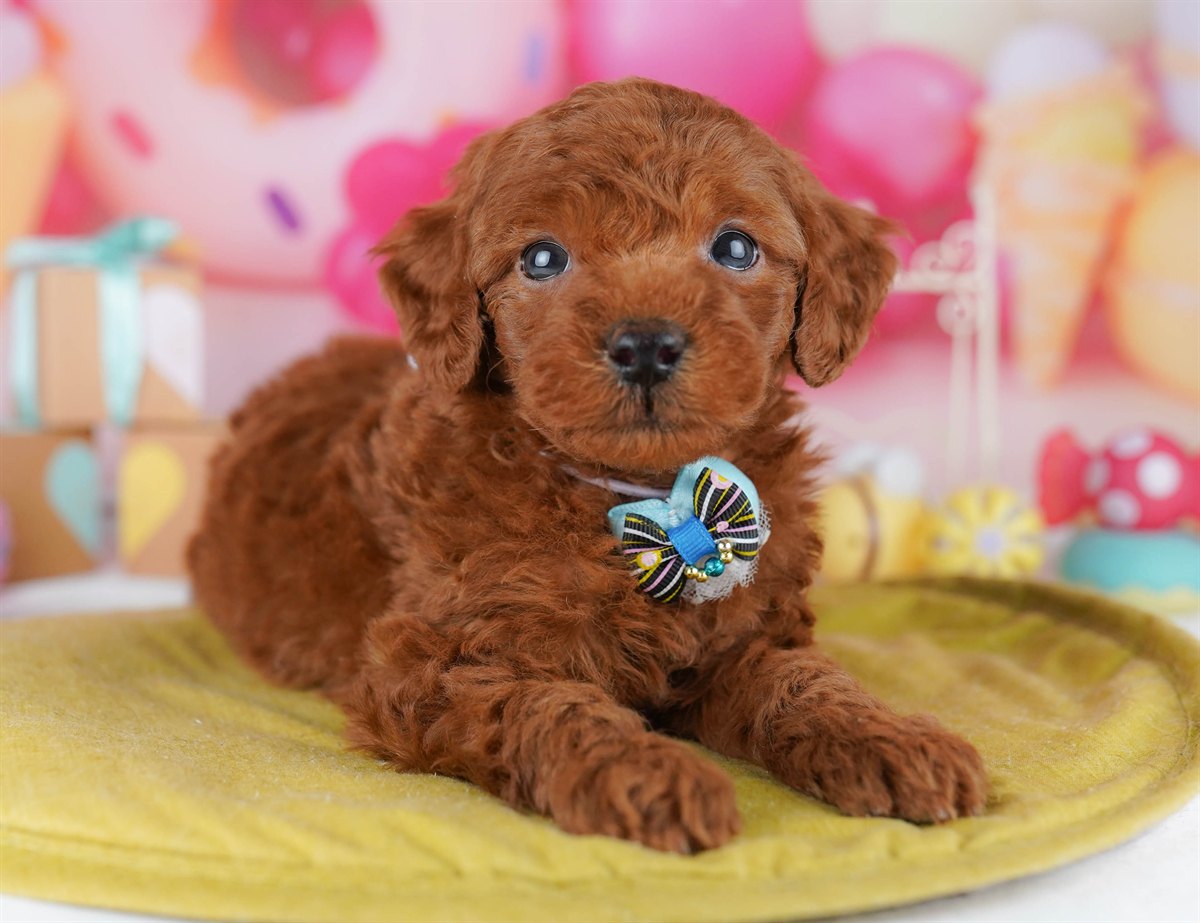 トイ・プードル | 男の子 | レッド | 2026年2月14日（ID:dog-10007560）