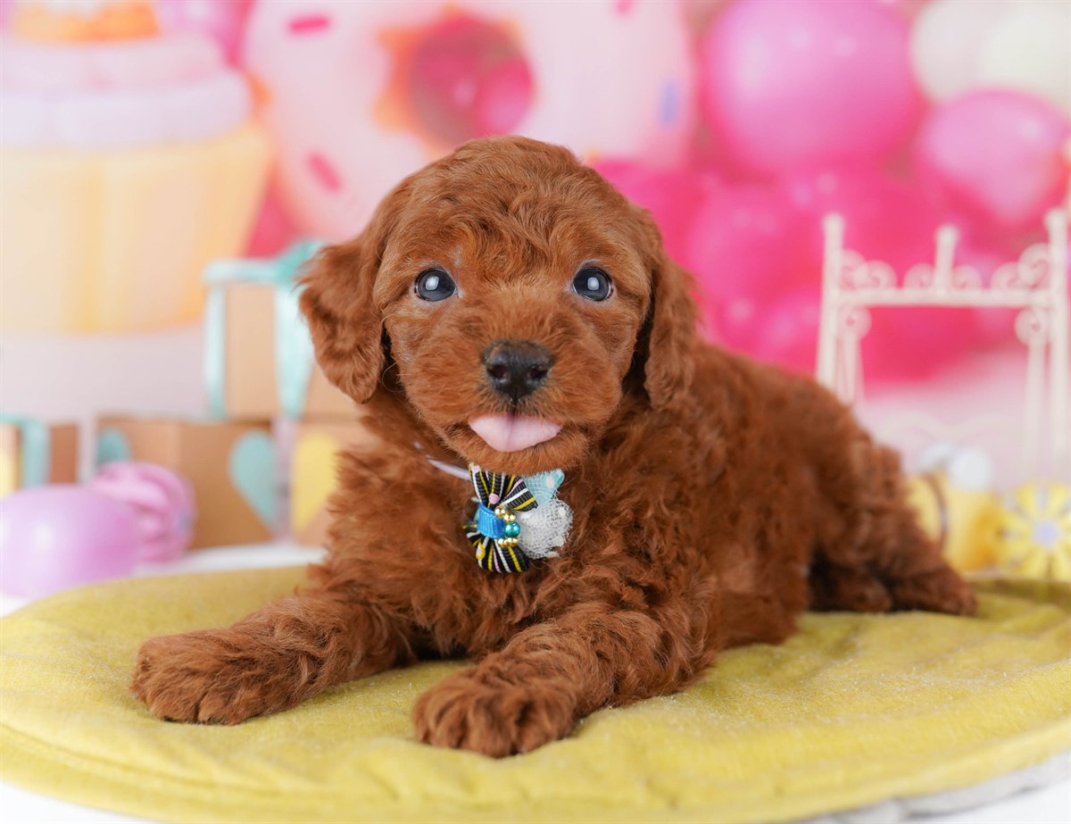 トイ・プードル | 男の子 | レッド | 2026年2月14日（ID:dog-10007560）