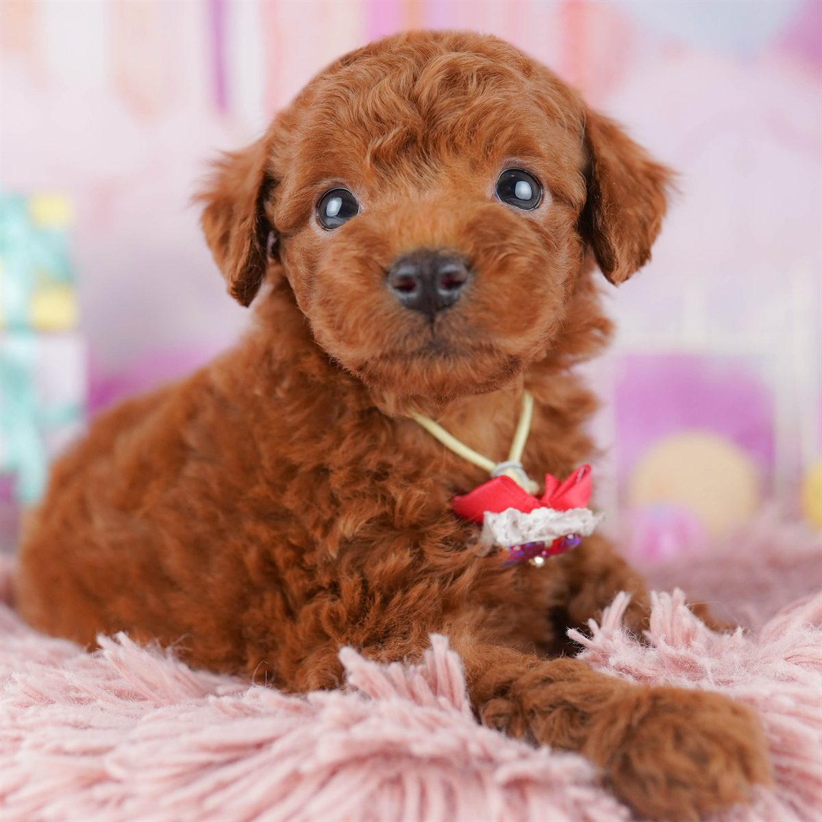 トイ・プードル | 男の子 | レッド | 2026年2月14日（ID:dog-10007562）