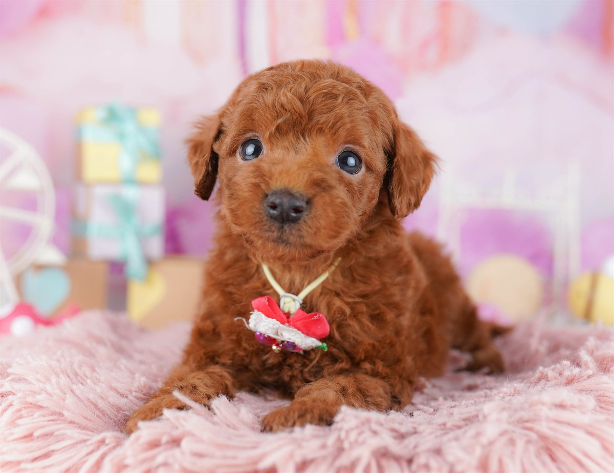 トイ・プードル | 男の子 | レッド | 2026年2月14日（ID:dog-10007562）