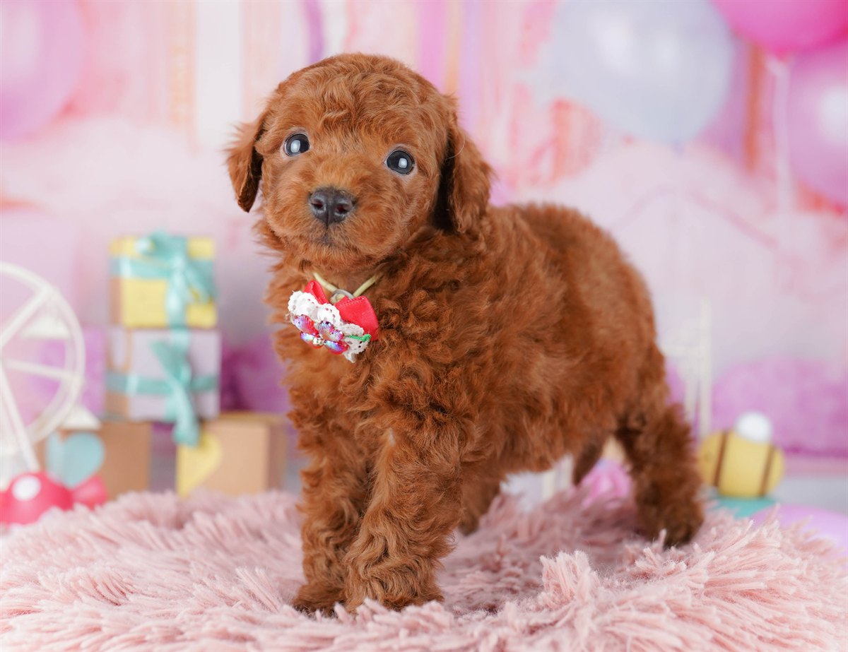 トイ・プードル | 男の子 | レッド | 2026年2月14日（ID:dog-10007562）