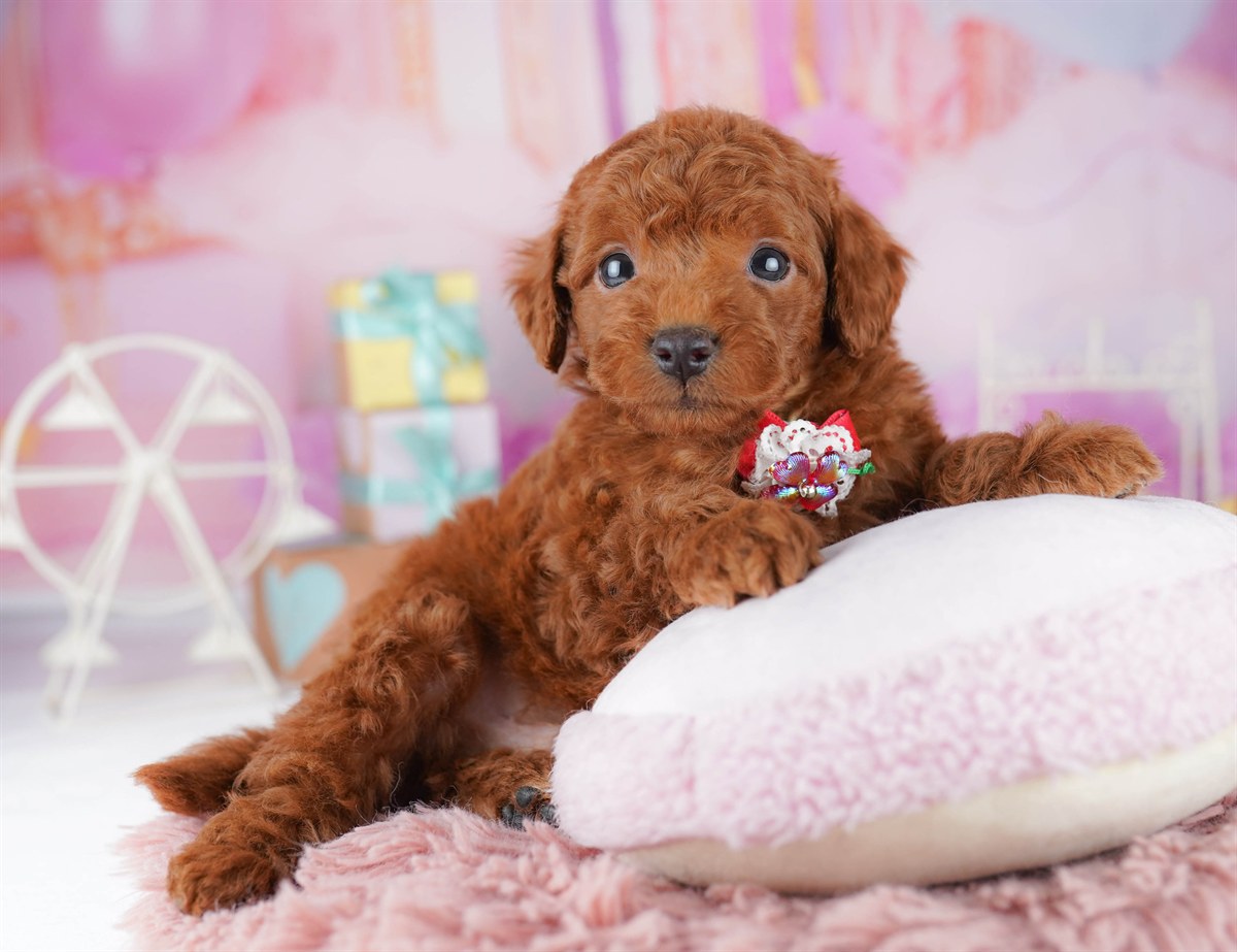 トイ・プードル | 男の子 | レッド | 2026年2月14日（ID:dog-10007562）