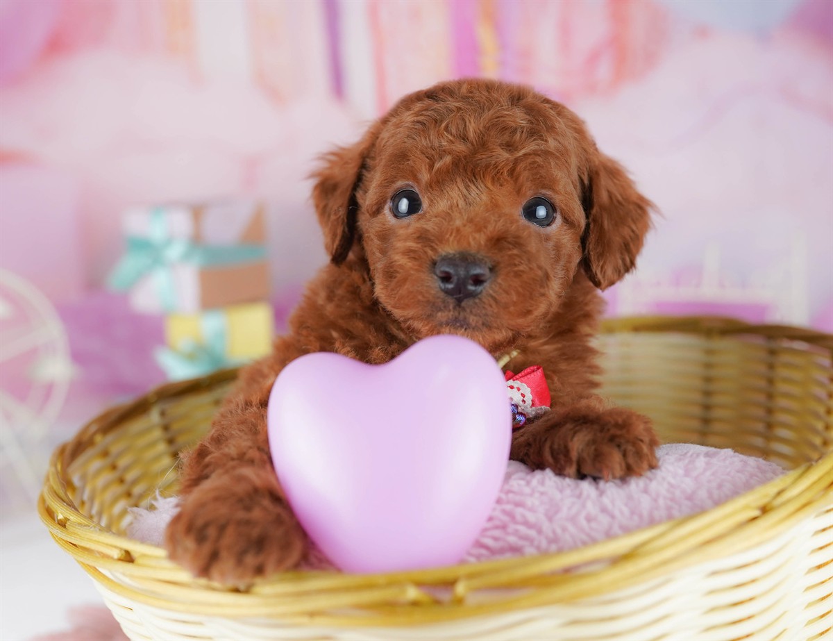 トイ・プードル | 男の子 | レッド | 2026年2月14日（ID:dog-10007562）