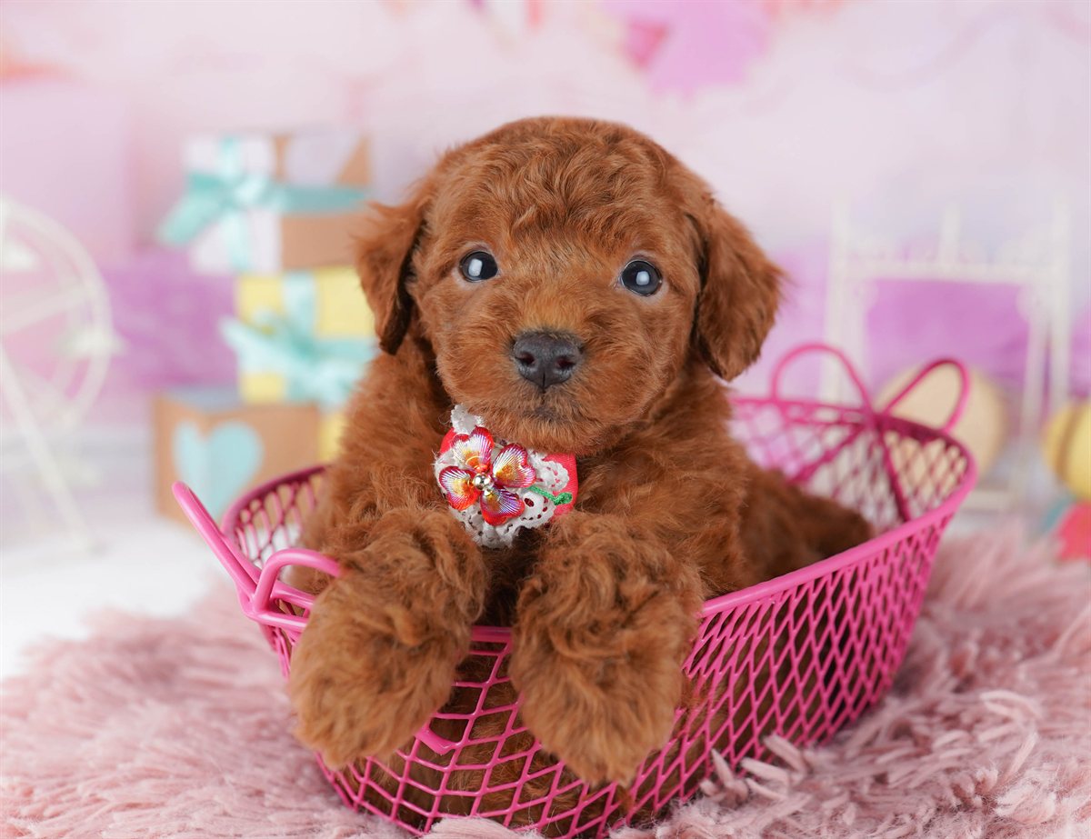 トイ・プードル | 男の子 | レッド | 2026年2月14日（ID:dog-10007562）