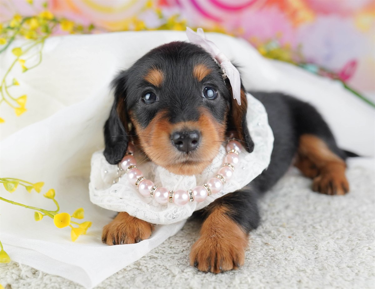 ミニチュア・ダックスフンド(ロング) | 女の子 | ブラック＆タン | 2026年2月15日（ID:dog-10007564）